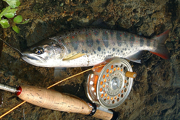 An Angler's Guide to Salmon Fishing in Japan, Japan, Japan Travel