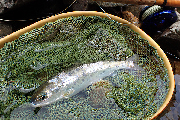 flyfishing in Toyama and Kanazawa