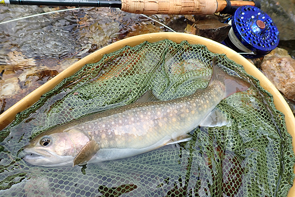 flyfishing in Toyama and Kanazawa