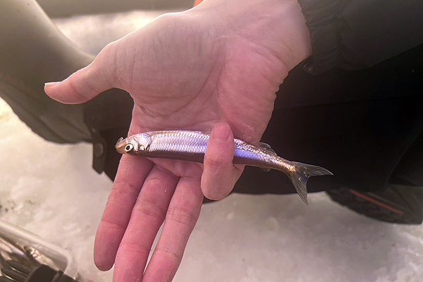 ice fishing in Sapporo