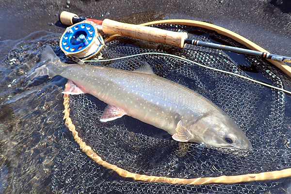 �A�C�X�����h�@�A�g�����e�B�b�N�T�[����