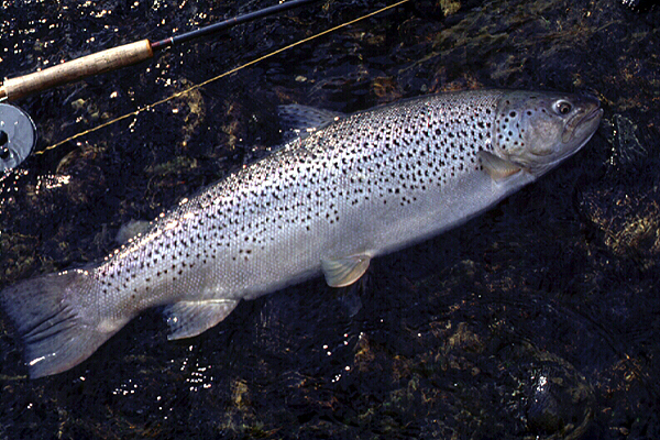 フェゴ島 リオグランデ