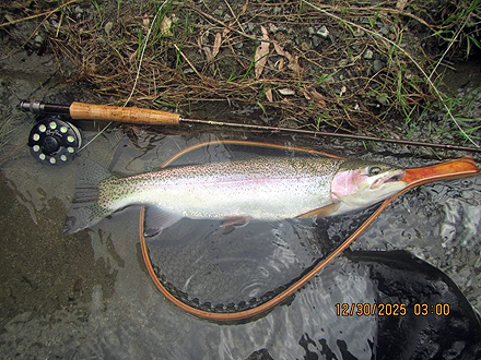 ニュージーランド 北島 ムルパラ