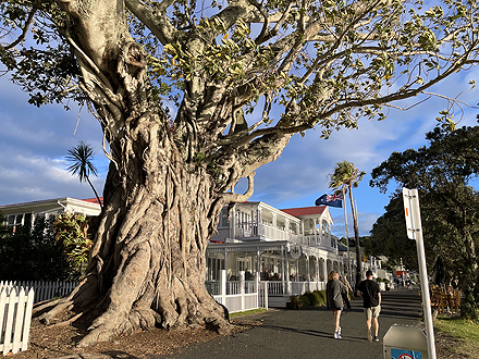 ニュージーランド キングフィッシュ