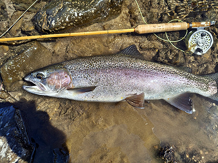 ニュージーランド 北島 ムルパラ
