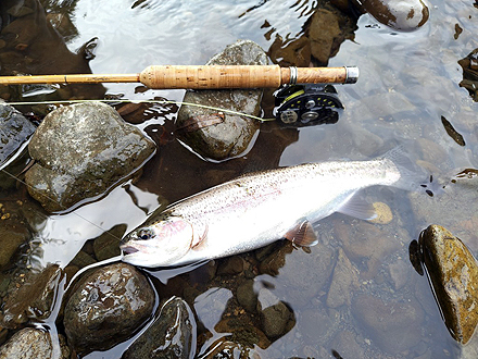 ニュージーランド 北島 ムルパラ